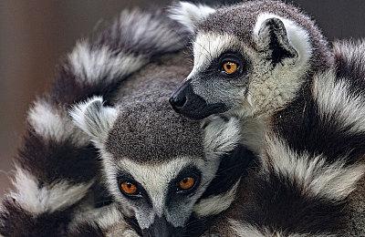 管理不善预算削减 造成《魔兽争霸3：重制版》的失败